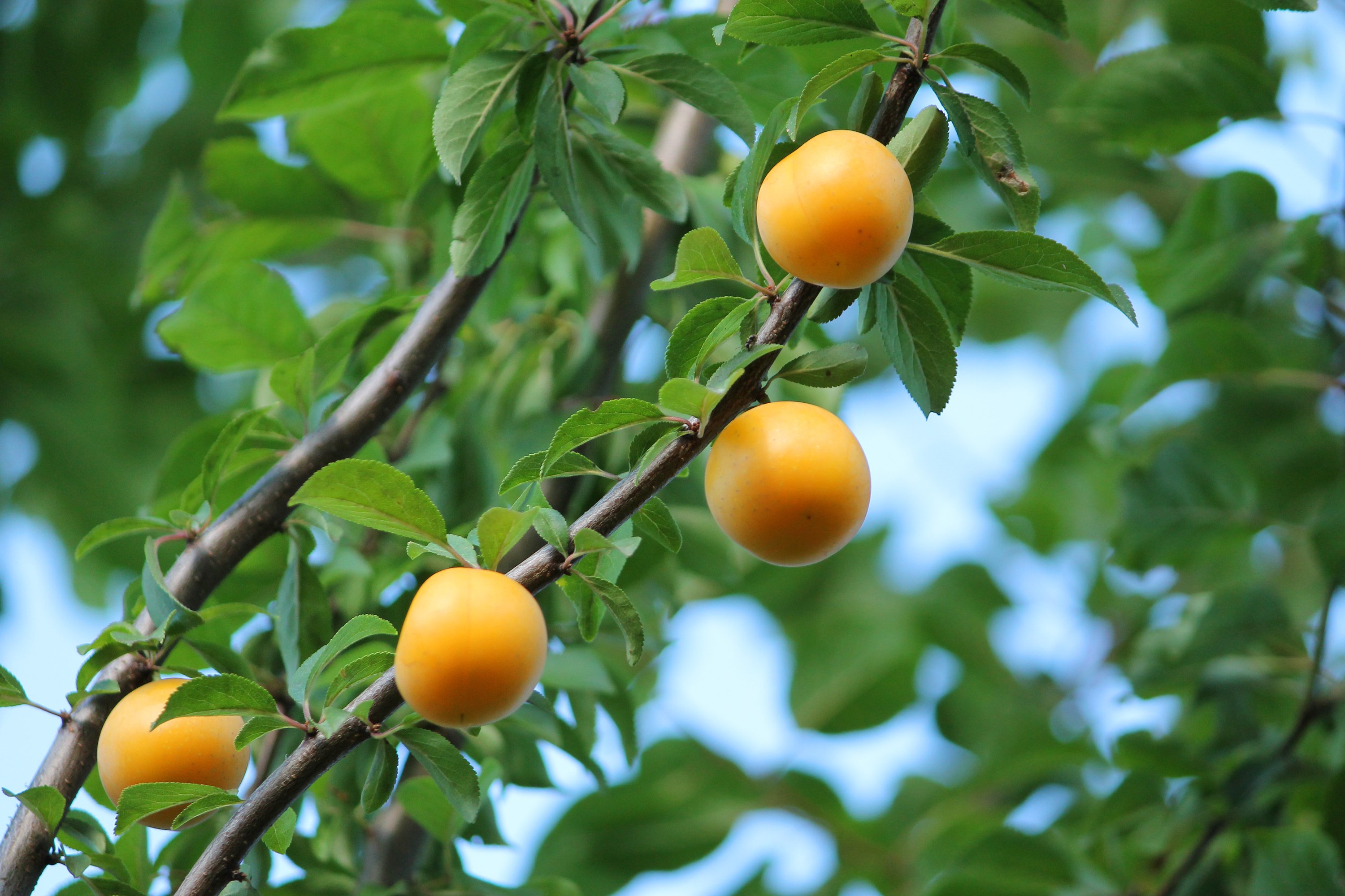 cherry plum, Fruits, Berries, Tree, Harvest, Leaves, Nature, Summer, Yellow Wallpaper