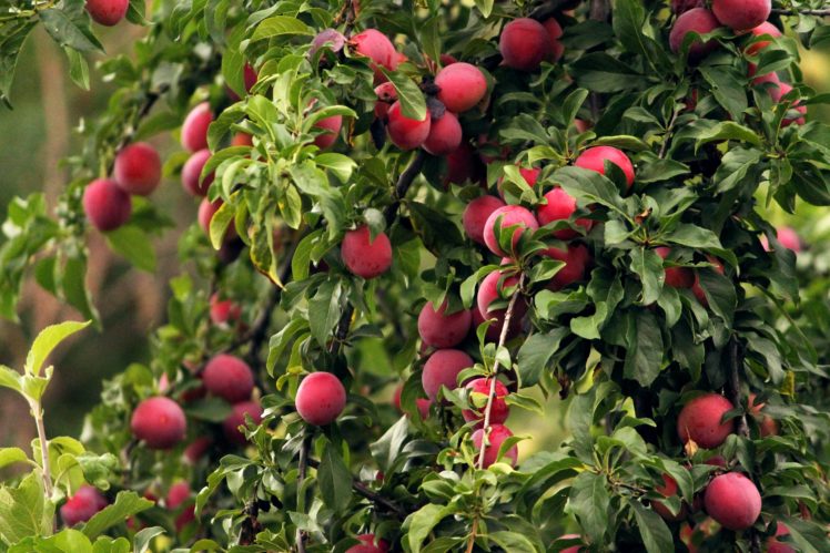 cherry plum, Fruits, Berries, Tree, Harvest, Leaves, Nature, Summer HD Wallpaper Desktop Background