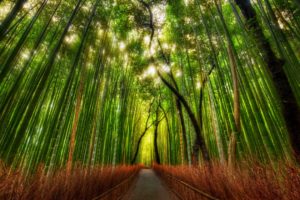 forest, Bamboo, Path, Trey, Ratcliff