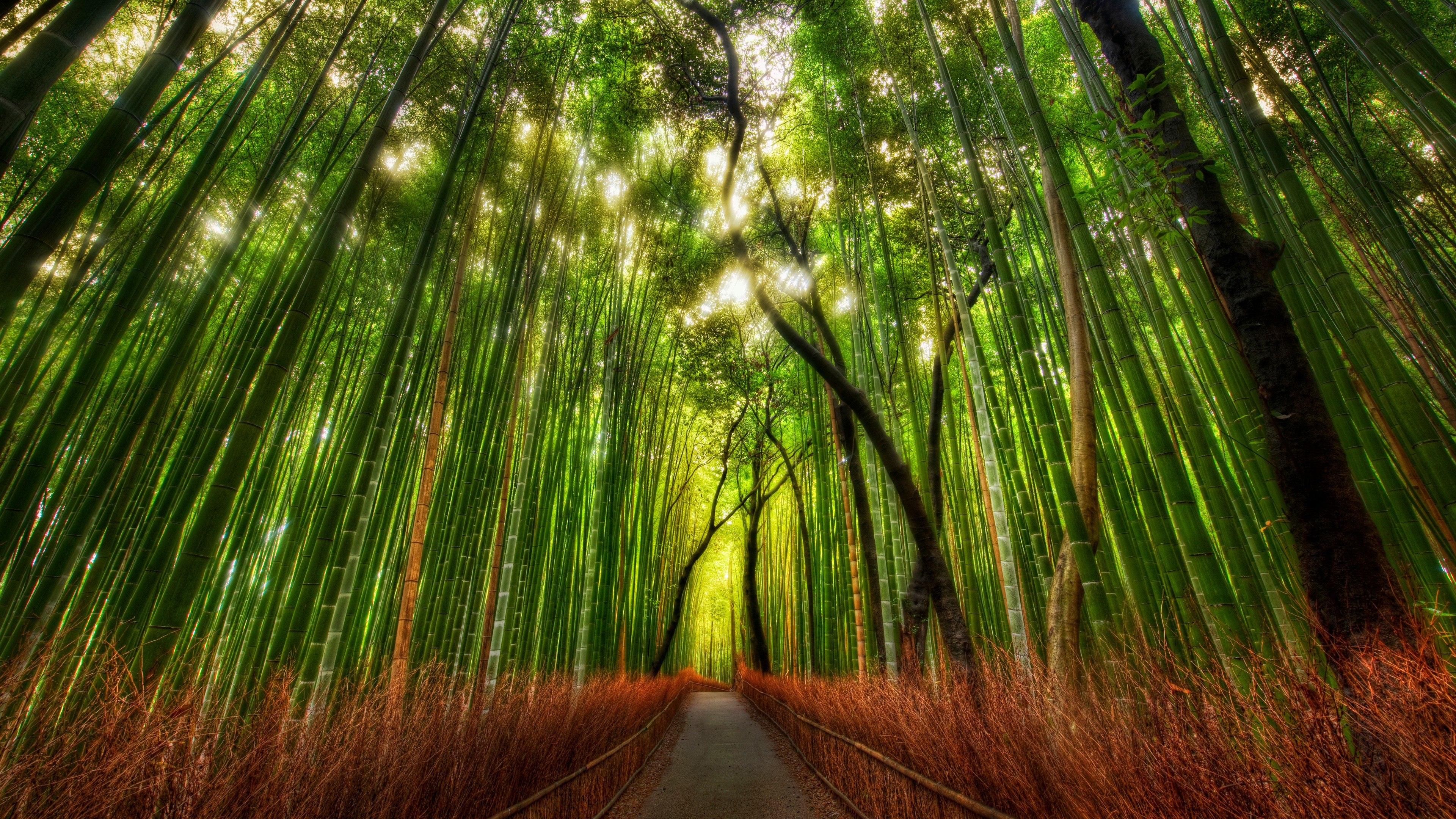 forest, Bamboo, Path, Trey, Ratcliff Wallpaper