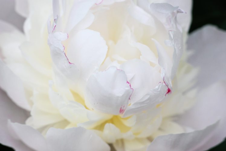 peony, Flower, Petals, White, Spring, Nature, Plant, Macro HD Wallpaper Desktop Background