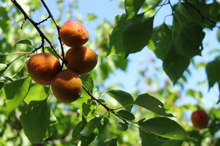 apricot, Fruit, Ripe, Tasty, Nature, Summer, Sunlight, Tree, Branch, Leaves HD Wallpaper Desktop Background