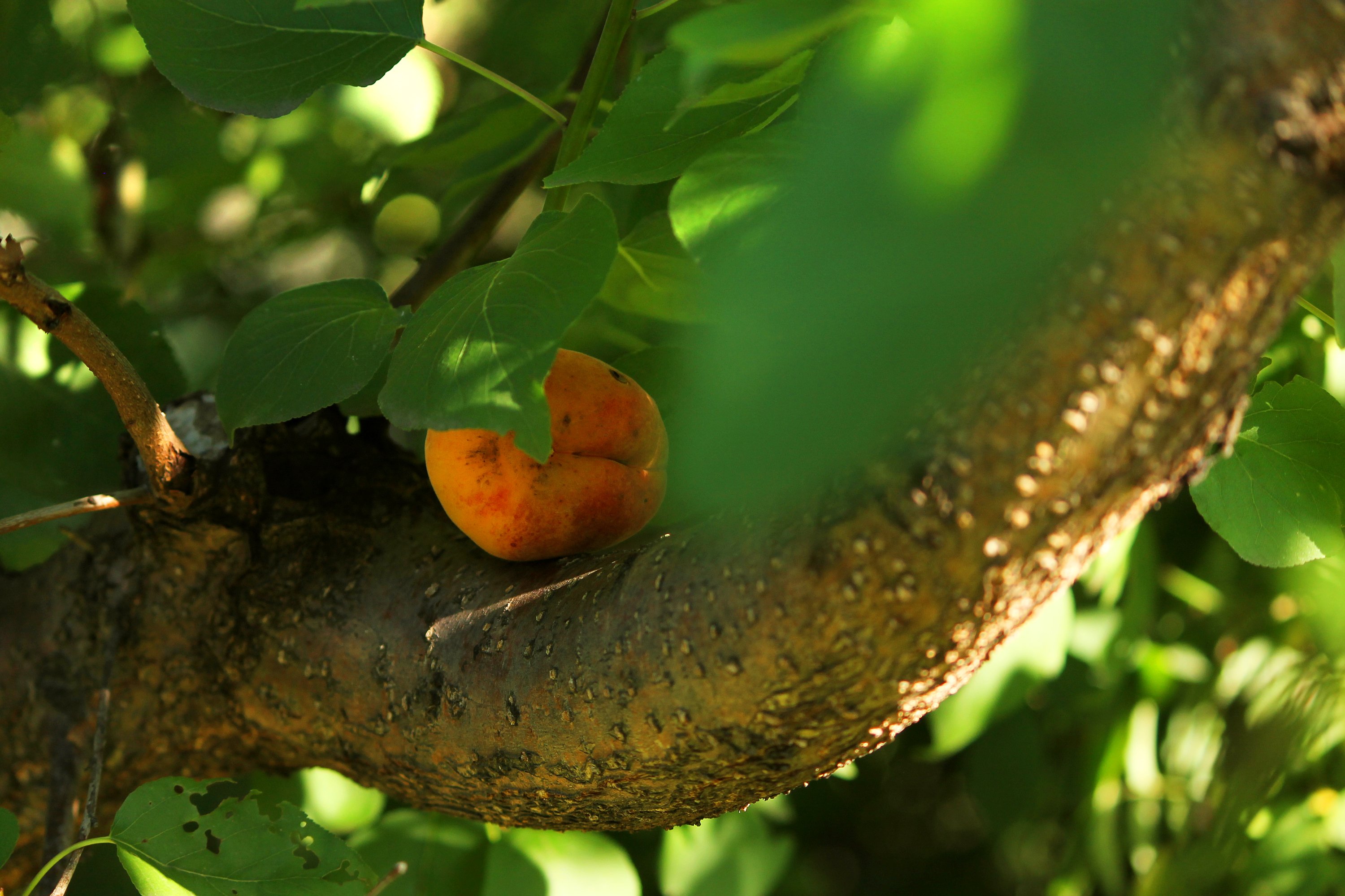 apricot, Fruit, Ripe, Tasty, Nature, Summer, Sunlight, Tree, Branch, Leaves Wallpaper