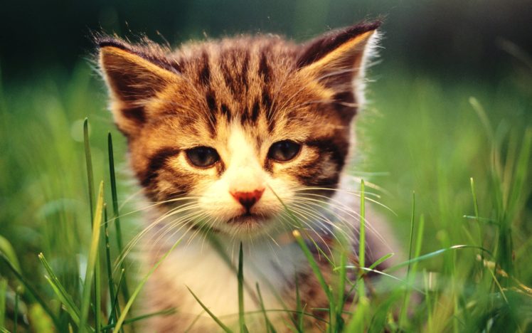 cats, Animals, Grass, Kittens, Baby, Animals HD Wallpaper Desktop Background