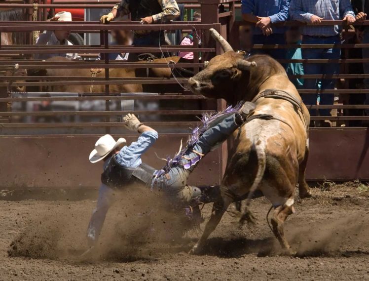 bull, Riding, Bullrider, Cowboy, Western, Cow, Extreme, Rodeo HD Wallpaper Desktop Background