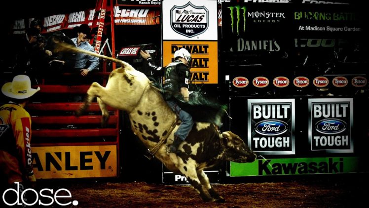 bull, Riding, Bullrider, Cowboy, Western, Cow, Extreme, Rodeo HD Wallpaper Desktop Background