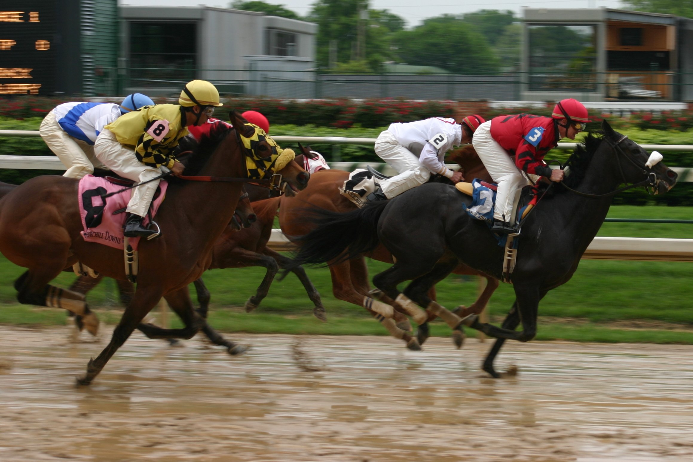 horse, Racing, Race, Equestrian, Sport, Jockey, Horses Wallpaper