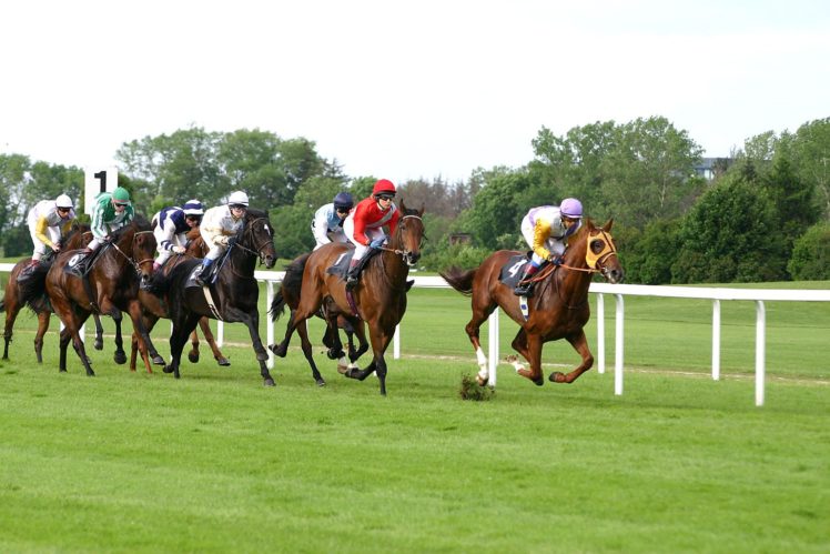 horse, Racing, Race, Equestrian, Sport, Jockey, Horses HD Wallpaper Desktop Background