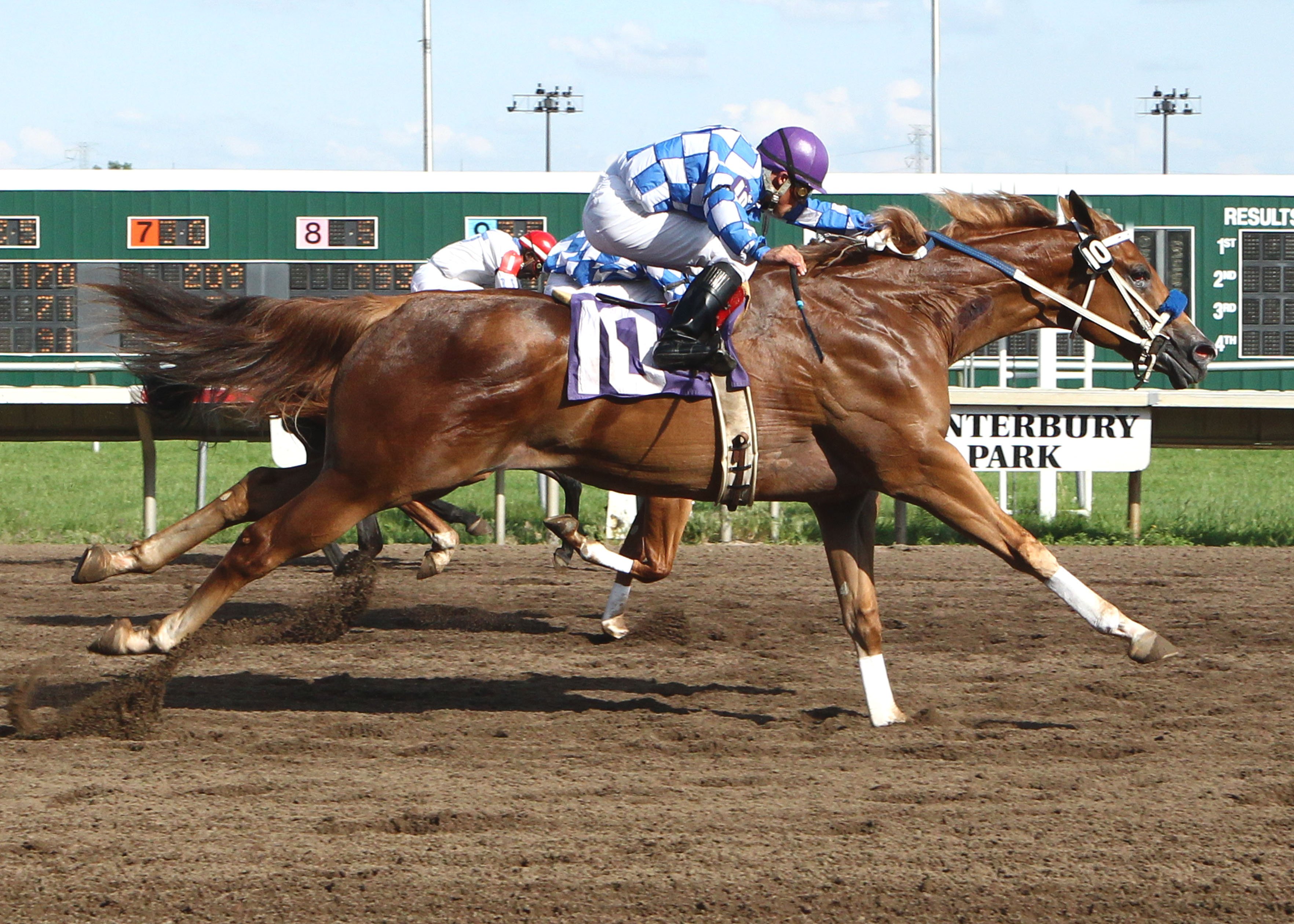 horse, Racing, Race, Equestrian, Sport, Jockey, Horses Wallpaper