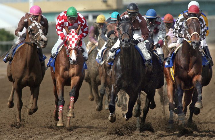 horse, Racing, Race, Equestrian, Sport, Jockey, Horses HD Wallpaper Desktop Background