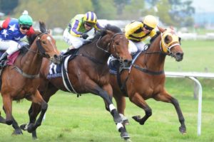 horse, Racing, Race, Equestrian, Sport, Jockey, Horses