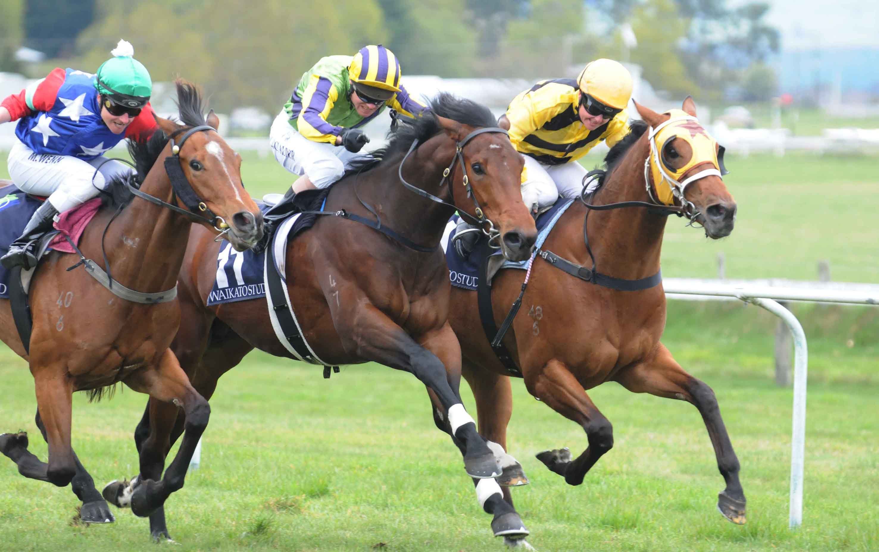 horse, Racing, Race, Equestrian, Sport, Jockey, Horses Wallpaper