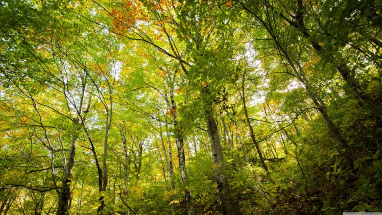 beech, Forest wallpaper 3840×2160 HD Wallpaper Desktop Background