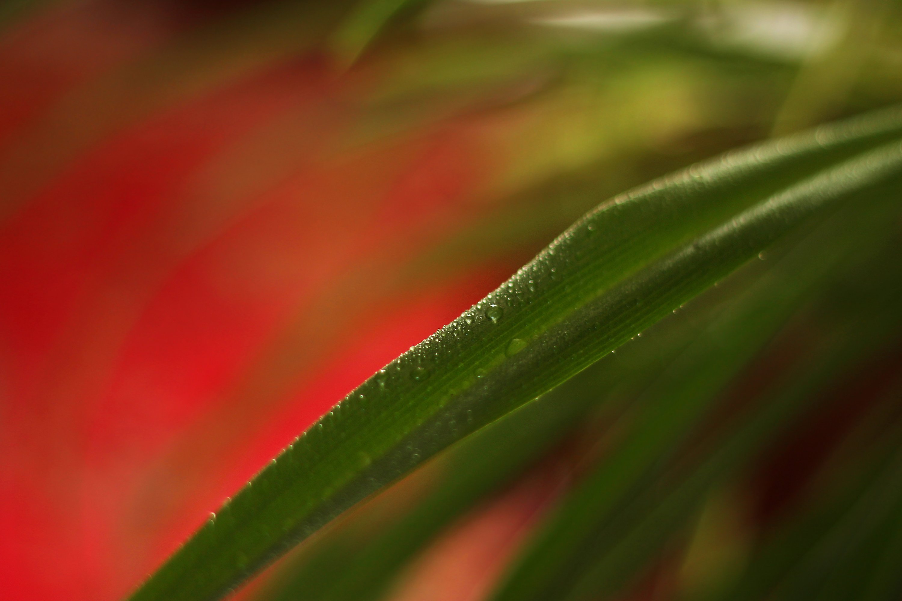 leaves, Plant, Drops, Minimalism, Red, Green Wallpaper
