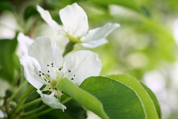 flowers, Blossom, Pear, Tree, Spring, Leaves, Macro HD Wallpaper Desktop Background