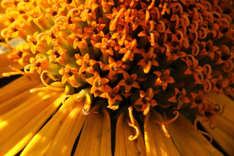 flower, Yellow, Star, Petals, Sunlight, Macro HD Wallpaper Desktop Background