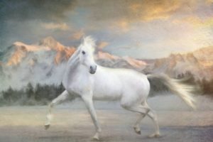 art, Painting, Beauty, Horse, Oil, Beautiful, White