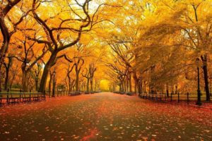 autumn, Beauty, Beautiful, Tree, Leaves, Nature