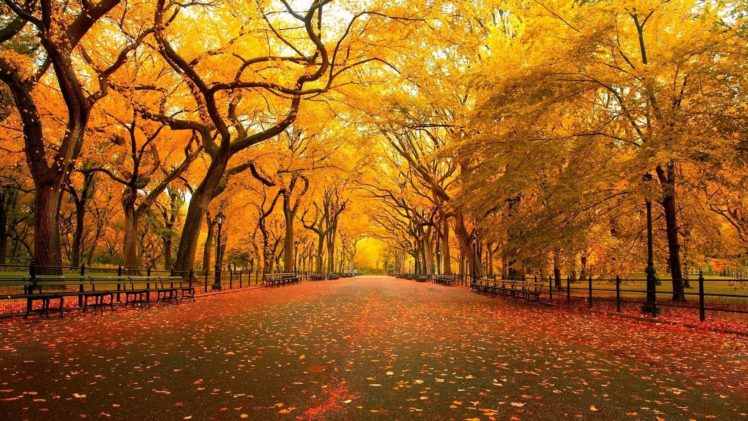 autumn, Beauty, Beautiful, Tree, Leaves, Nature HD Wallpaper Desktop Background