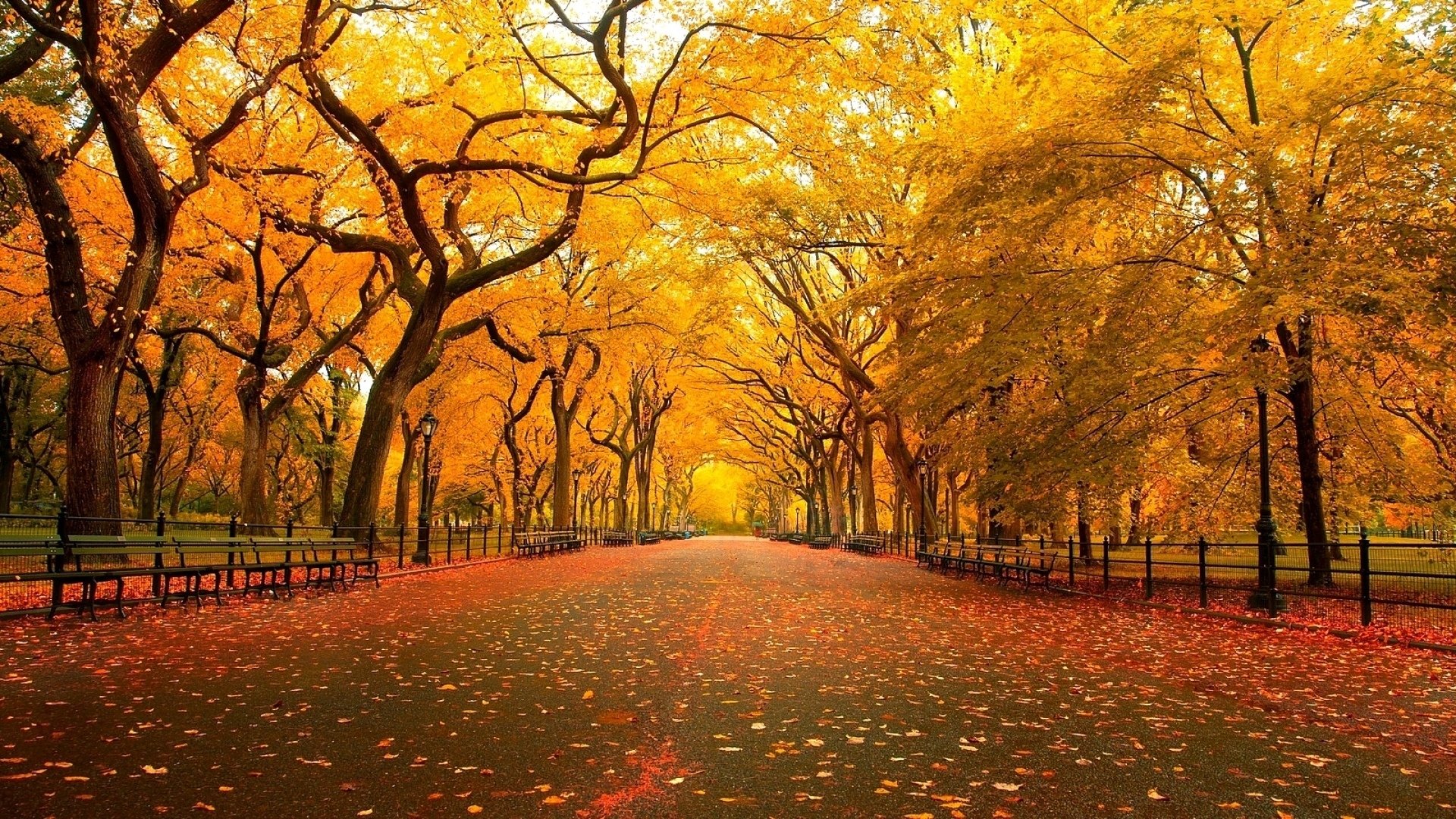 autumn, Beauty, Beautiful, Tree, Leaves, Nature Wallpaper