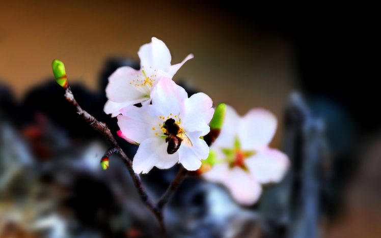 tree, Branch, Beauty, Nature, Bee, Flower HD Wallpaper Desktop Background