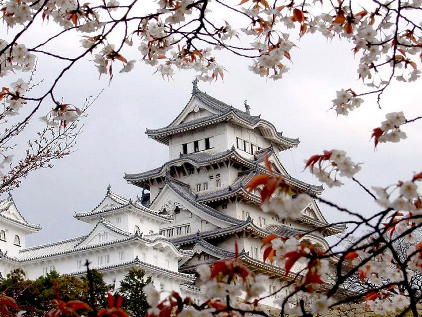 japan, Beauty, Nature, Flower, Beautiful, White, Tree, House Wallpaper