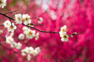 spring, Pink, Tree, Beauty, Nature, Flower, Beautiful