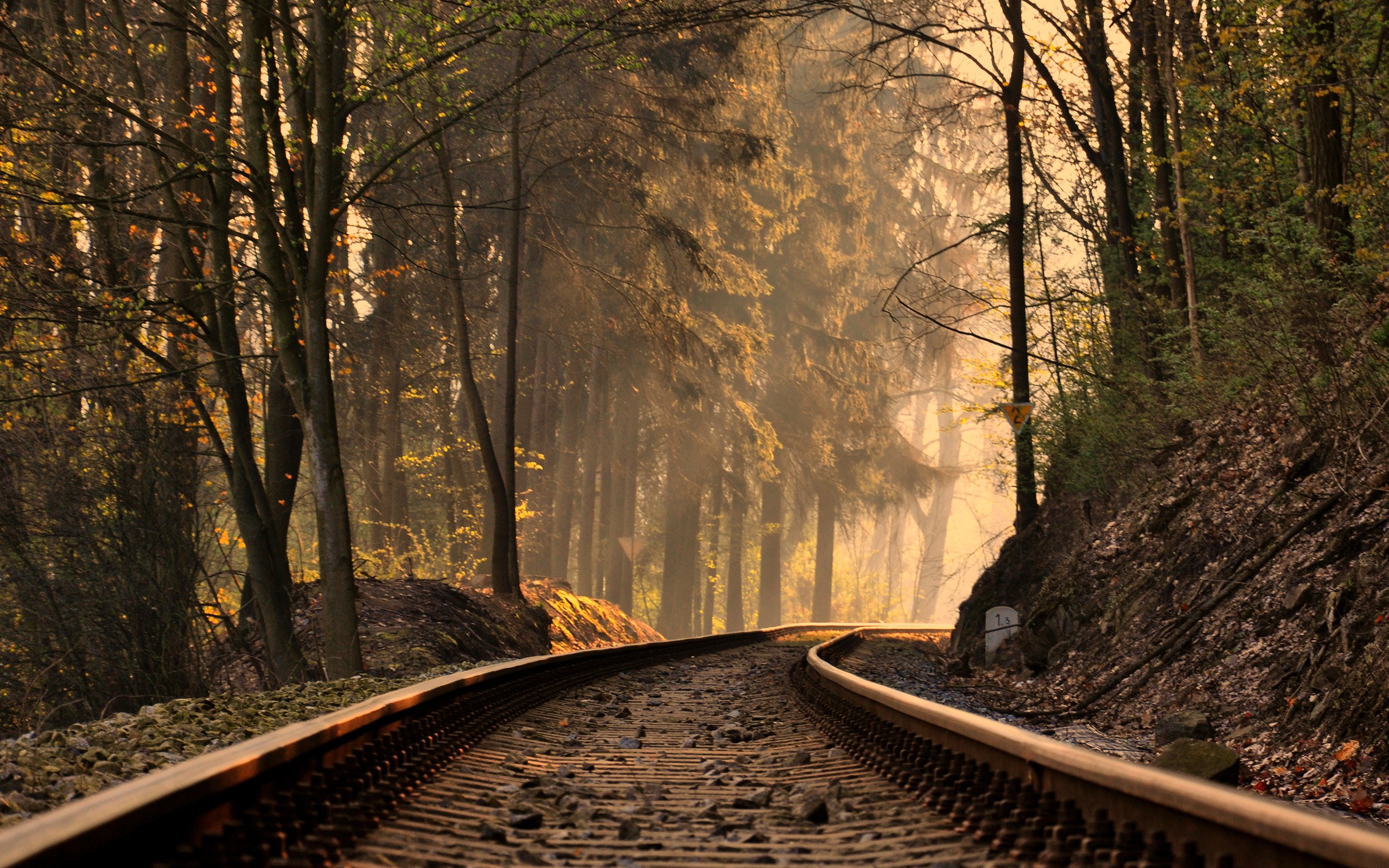 line, In, The, Woods, Forest, Tree, Train, Road Wallpaper