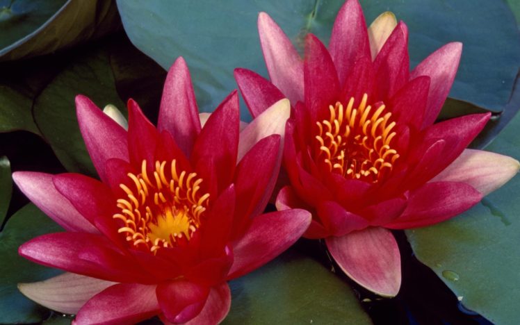 nature, Beauty, Flower, Beautiful, Lotus, Water HD Wallpaper Desktop Background