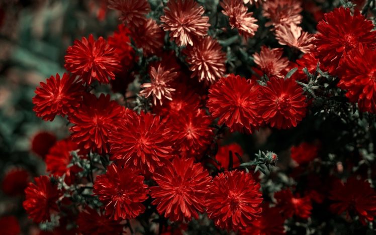 nature, Beauty, Flower, Beautiful, Red HD Wallpaper Desktop Background