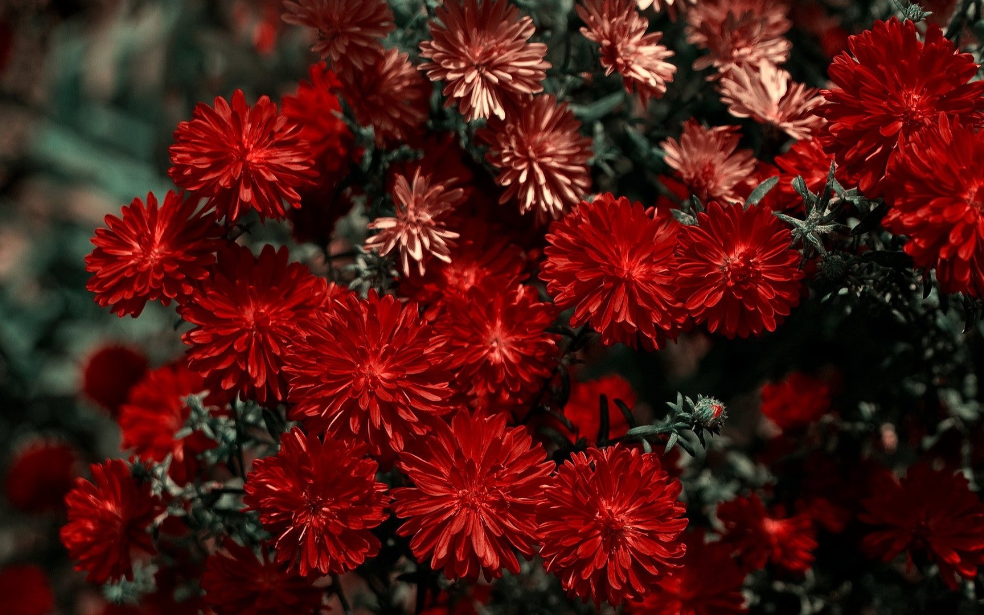 nature, Beauty, Flower, Beautiful, Red Wallpaper