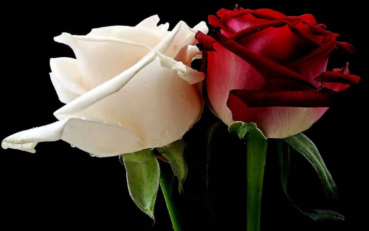 nature, Beauty, Flower, Beautiful, Rose, Red, White HD Wallpaper Desktop Background
