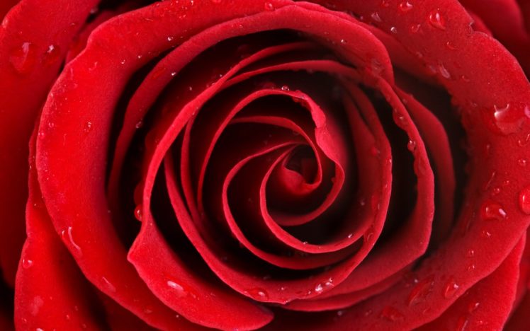 nature, Beauty, Flower, Beautiful, Rose, Redd HD Wallpaper Desktop Background