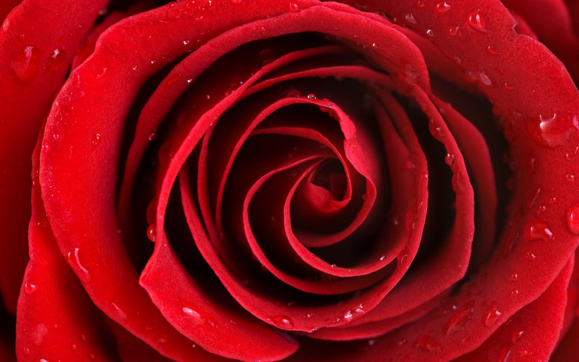 nature, Beauty, Flower, Beautiful, Rose, Redd Wallpaper