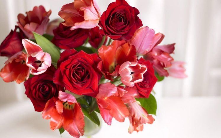 nature, Beauty, Flower, Beautiful, Rose HD Wallpaper Desktop Background