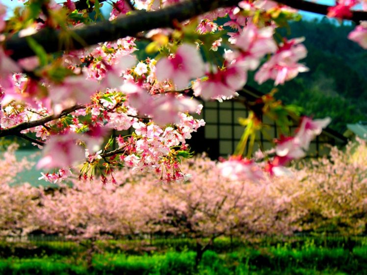 nature, Beauty, Flower, Beautiful, Sakura, Tree HD Wallpaper Desktop Background