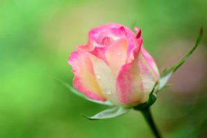 nature, Pink, Beauty, Flower, Beautiful, Rose