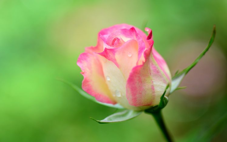 nature, Pink, Beauty, Flower, Beautiful, Rose HD Wallpaper Desktop Background