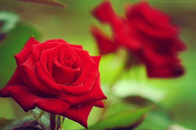 nature, Rose, Flower, Beauty, Red HD Wallpaper Desktop Background