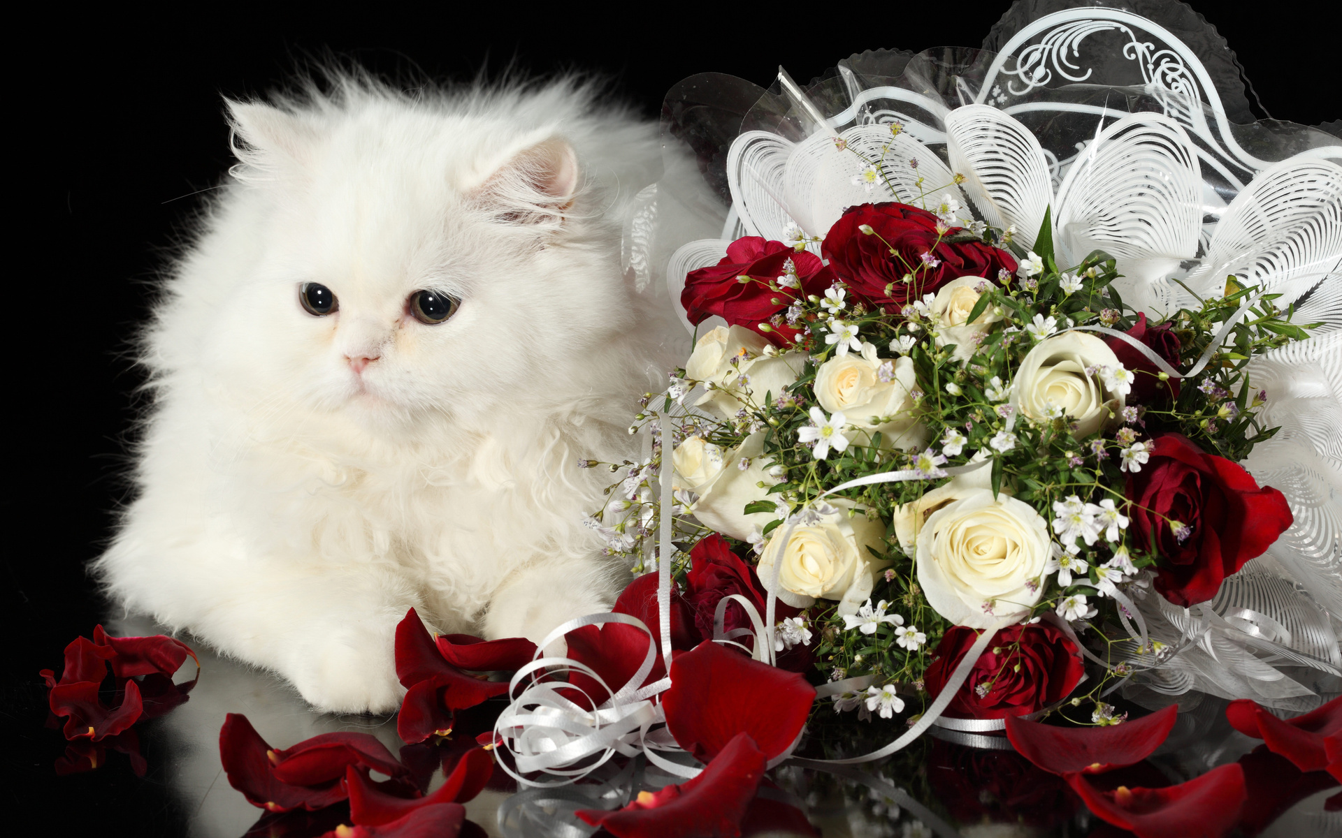 cat, Kitten, Kittens, Holidays, Holiday, Baby, Petals, Flowers Wallpaper