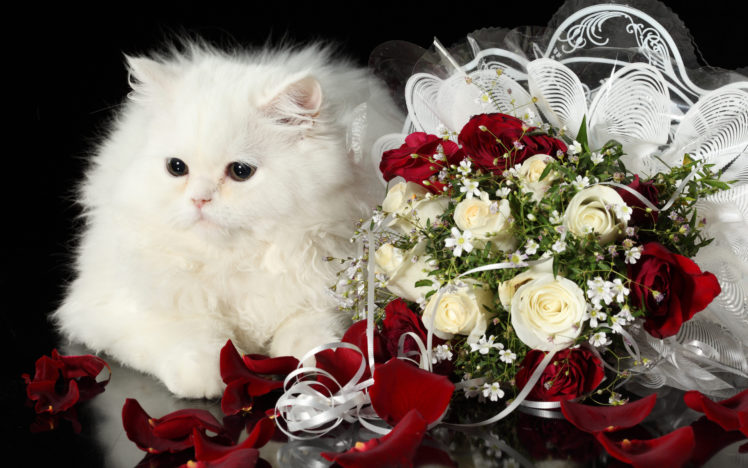 cat, Kitten, Kittens, Holidays, Holiday, Baby, Petals, Flowers HD Wallpaper Desktop Background