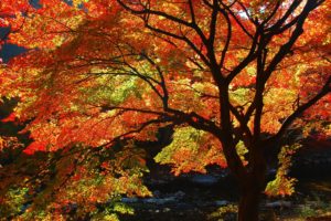 last, Autumn, Days, Tree, Beauty, Nature