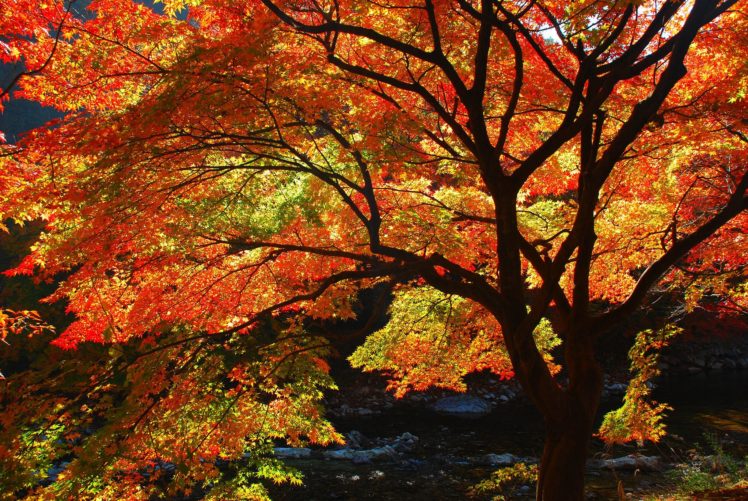 last, Autumn, Days, Tree, Beauty, Nature HD Wallpaper Desktop Background