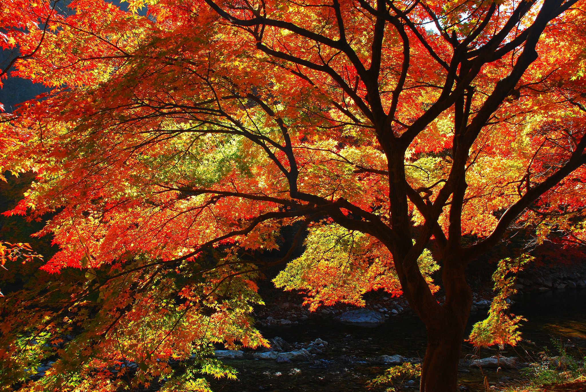 last, Autumn, Days, Tree, Beauty, Nature Wallpaper