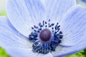 anemone, Blue, Flower, Petals, Macro, Focus
