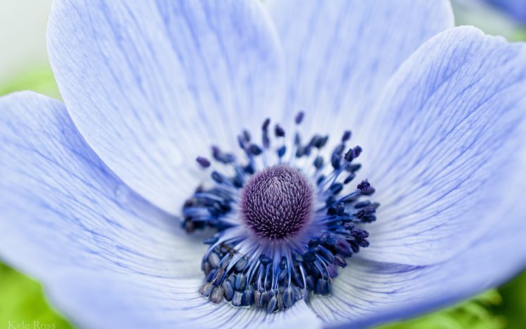 anemone, Blue, Flower, Petals, Macro, Focus HD Wallpaper Desktop Background