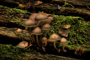 nature, Mushrooms, Infected, Mushroom