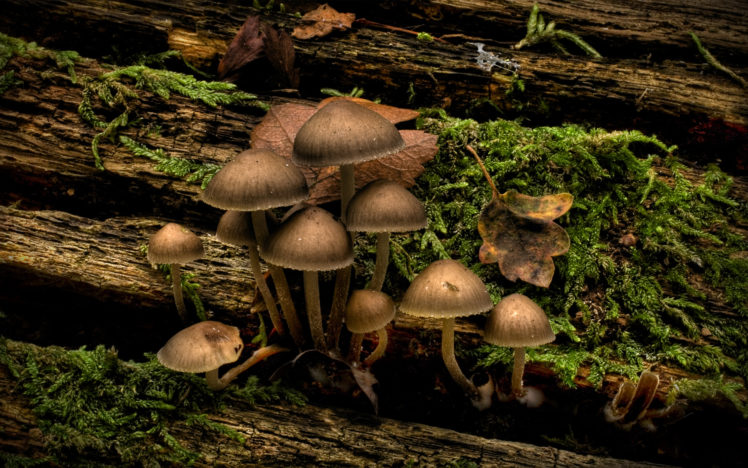 nature, Mushrooms, Infected, Mushroom HD Wallpaper Desktop Background