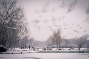 snow, Winter, Trees, Park, Birds, Timelapse, Pond