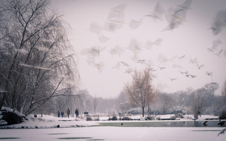 snow, Winter, Trees, Park, Birds, Timelapse, Pond HD Wallpaper Desktop Background